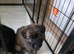 GSD. Litter of 3 - 1 sable boy available