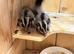 2xbaby sugar gliders