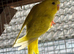 Baby budgie