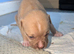 Adorable Cane corso, mixed mastiff puppies