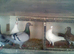 for sale race pigeons