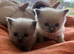Beautiful ragdoll girls