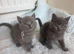 Lilac BSH kittens - x2 left