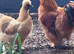 Mixed pure bred silkie chicks and hatching eggs