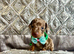 5 Miniature duschund puppies