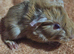 Beautiful gunea pigs for sale ready 12th JULY