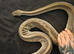 6 year old female jigsaw python.
