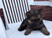 German shepherd puppies