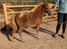 Gorgeous British Spotted Blanket Spotted Filly