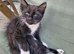 Kittens for sale, ready on the 22nd September