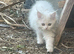 Beautiful 3-Month-Old Persian Kitten – Loving, Fluffy & Full of Joy