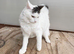 Fluffy white cat