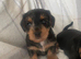 Longhair dachshund