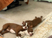 Red and white Boston terriers