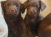 Beautiful chocolate outgoing boys