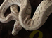 Royal ball pythons