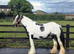 Traditional Gypsy Cob mare 13hh 6yo