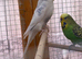 Budgies for sale