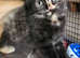 Last 2 British shorthair kittens