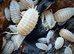 ISOPODS 25 for &pound;12 shipped.