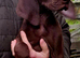 GSP puppies available to reserve