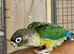 Baby Green cheek