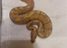 Banana Yellowbelly 100% Het Pied
