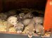 Young polecat ferrets