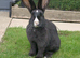 Unrelated pair male and female