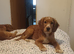 Selling puppies
