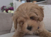 Gorgeous Maltipoo boy