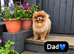 Sweet little quality Pomeranians
