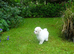 Beautiful Bichon Frise Puppy