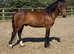 4 year old dartmoor gelding