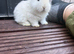 English Spot cross Mini Lop&rsquo;s