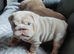 Merle puppys