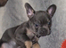 READY TO GO !!! French Bulldog Puppies