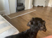 Cocker spaniels