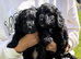 STUNNING SPROODLE PUPPIES (BOYS)