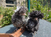 Polish Bantam & Tolbunt Pullets 10-12 weeks old