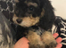 Cockapoo puppies ready to go !