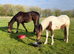 2yr old gelding