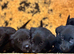 Lab x pups 6 boys & 2 girls