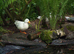 QUALITY CALL DUCKLINGS FOR SALE.