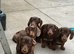Beautiful miniature Dachshund Puppies.