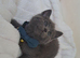 6 beautiful British shorthair kittens