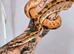 Hypo pastel poss jungle common boa