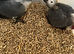 Selling baby handreared African grey parrots