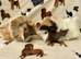 Baby Guinea pigs