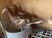 Pair of Red chocolate Muleumans racing pigeons 2026 RPRA ring